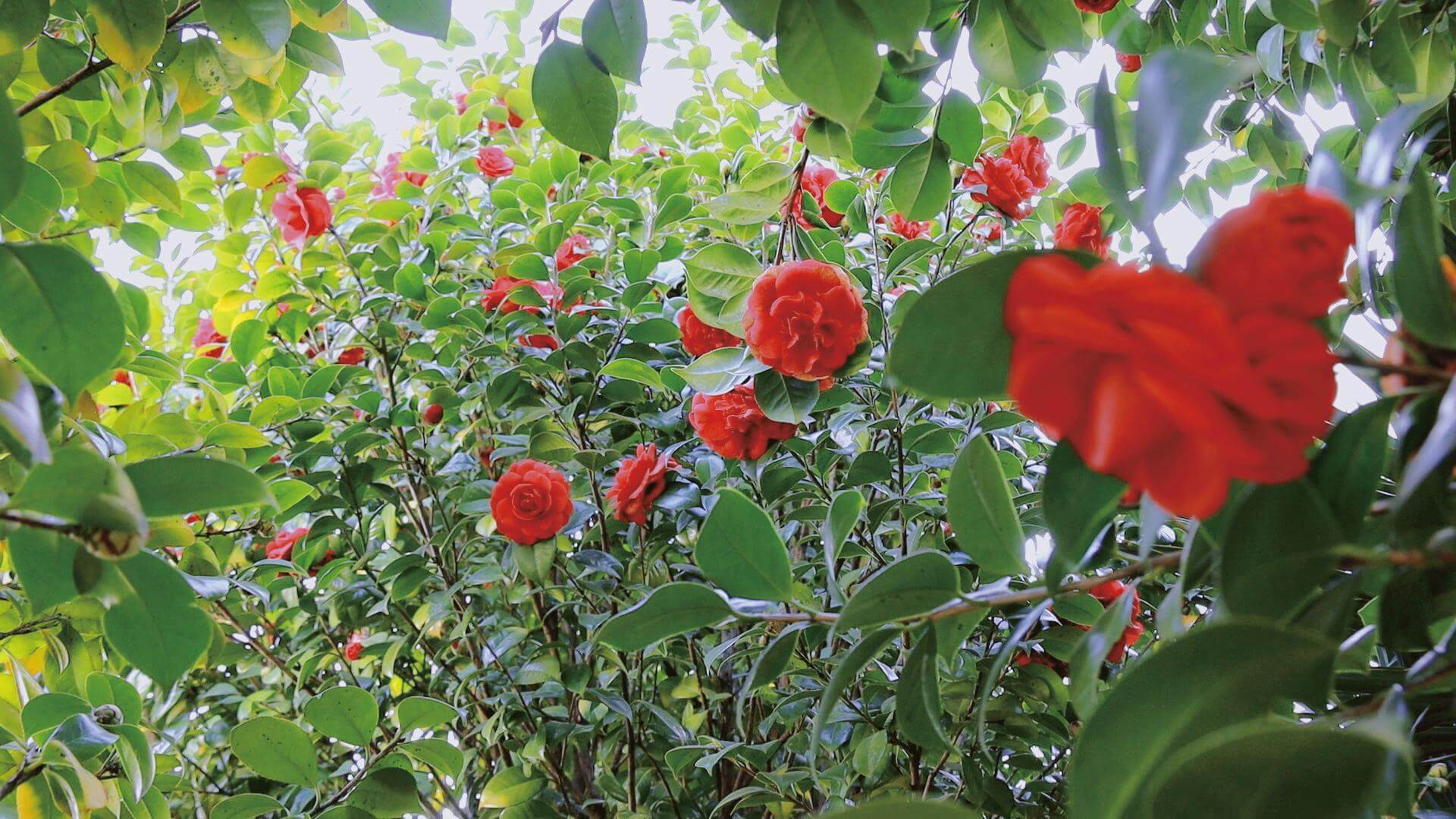 我們在春天見面嗎？